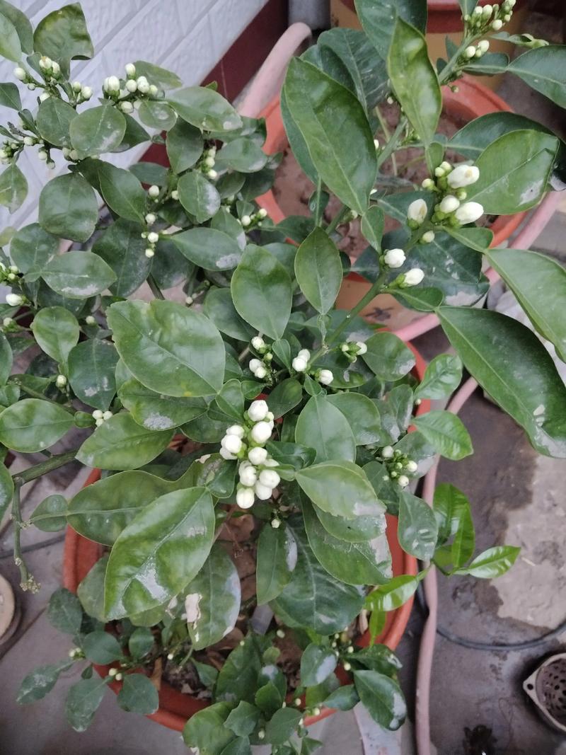 探索陕北美食的独特魅力