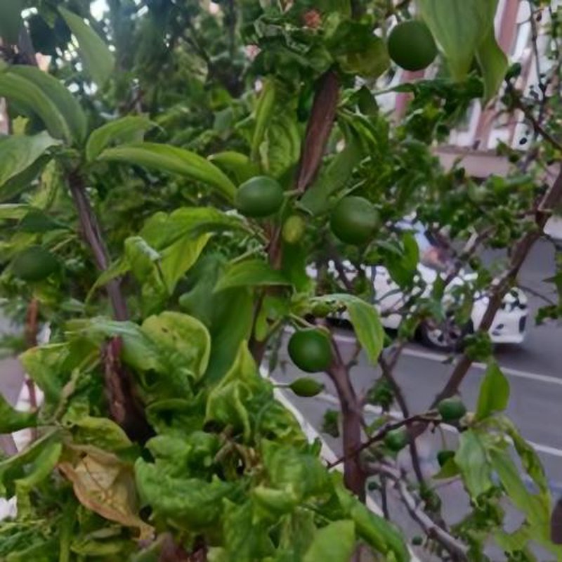 宜川美食文化的魅力探索